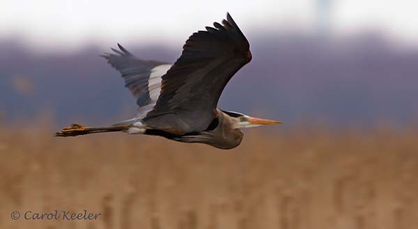 Great Blue Heron in Flight