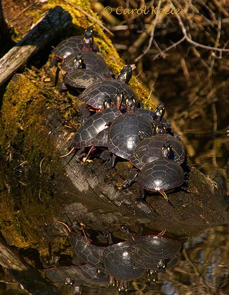 Painted Turtles on a Log