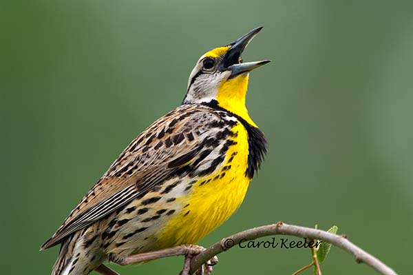 Eastern Meadowlark