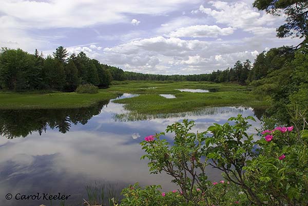 The Moose River
