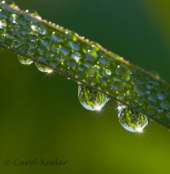 Dewdrops