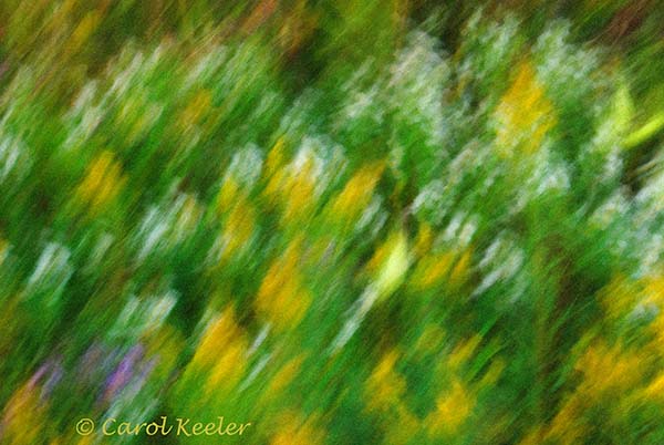 Wildflower Impressions