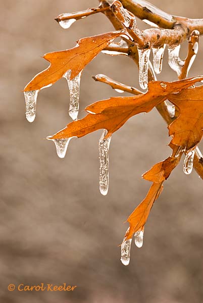 Icy Oak Leaves