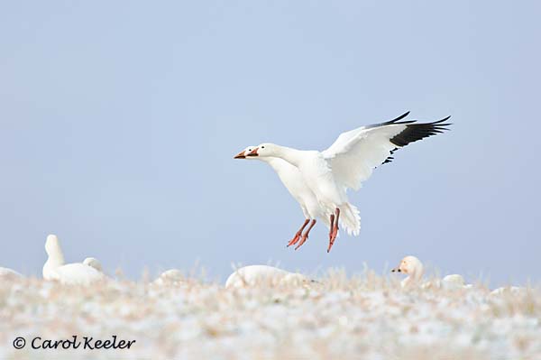 Snow Goose Ballet