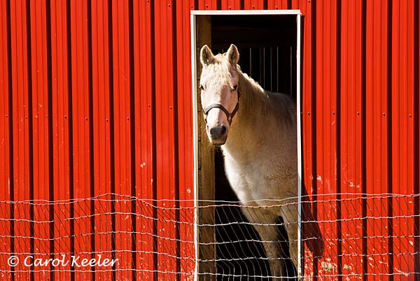 White Horse, Red Barn