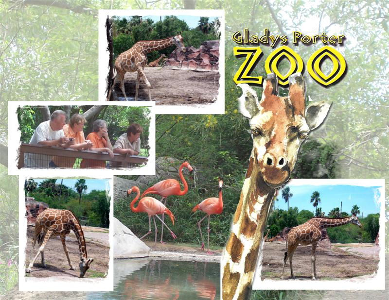 Zoo Collage.jpg Medium.jpg