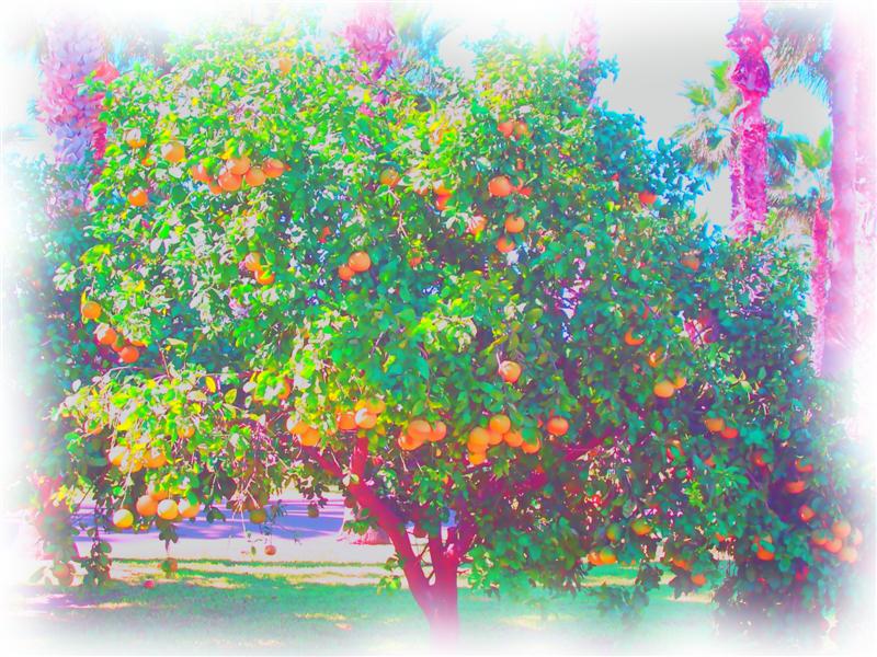grapefruit with monet colors Medium.JPG