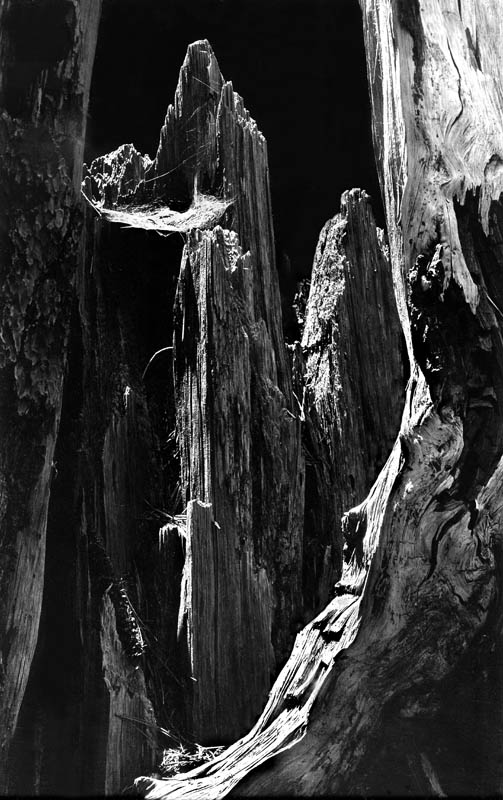 Sequoia Stump & Web-Yosemite
