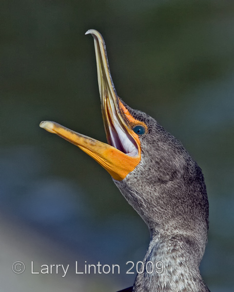 DOUBLE-CRESTED CORMORANT (Phalacrocorax auritus)  IMG_0041