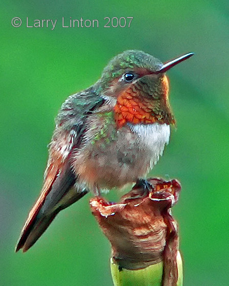 MALE SCINTILLANT HUMMINGBIRD (Selasphorus scintilla)  P1020489