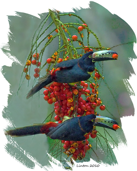 COLLARED ARACARI PAIR  IMG_4313