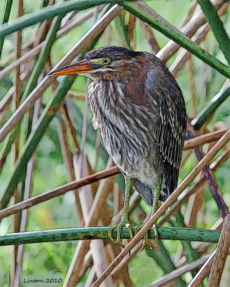 GREEN-BACKED HERON  IMG_0094