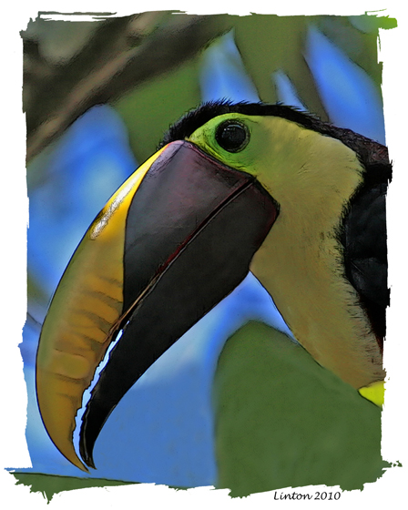 CHESTNUT-MANDIBLED TOUCAN