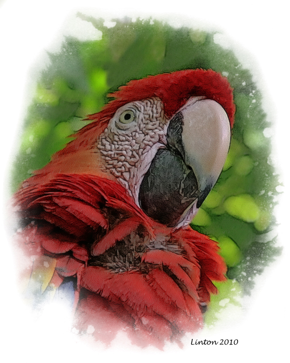 SCARLET MACAW  IMG_0695 