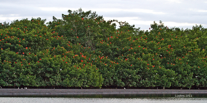 SCARLET IBIS ROOST (Eudocimus ruber) IMG_7936