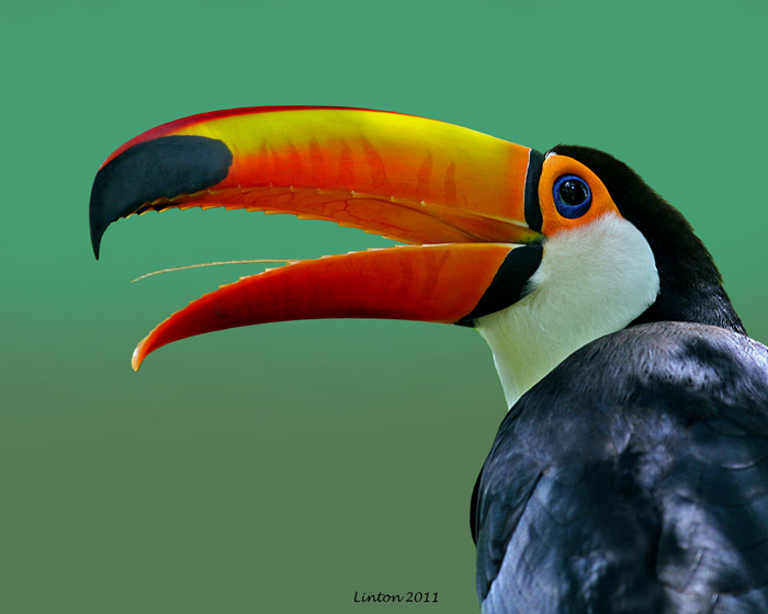 TOCO TOUCAN