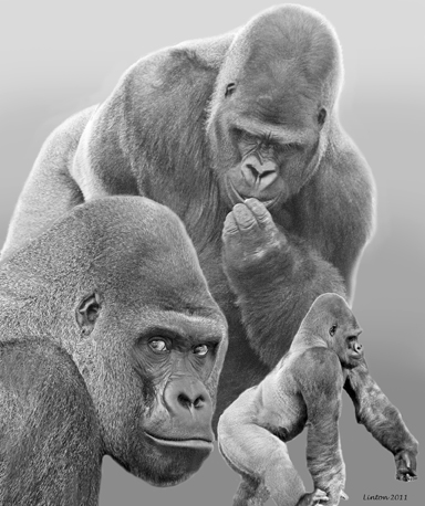 GORILLA MONTAGE