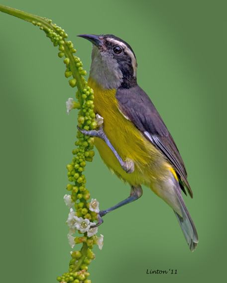 BANANAQUIT (Coereba flaveola)  IMG_7710