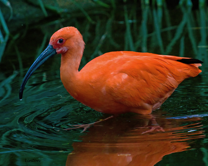 SCARLET IBIS (Eudocimus ruber)  IMG_0266 