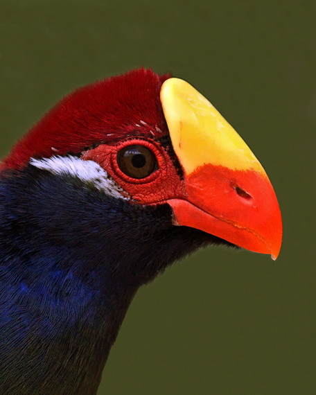 VIOLACEOUS TURACO (Musophaga violacea)  IMG_0313 
