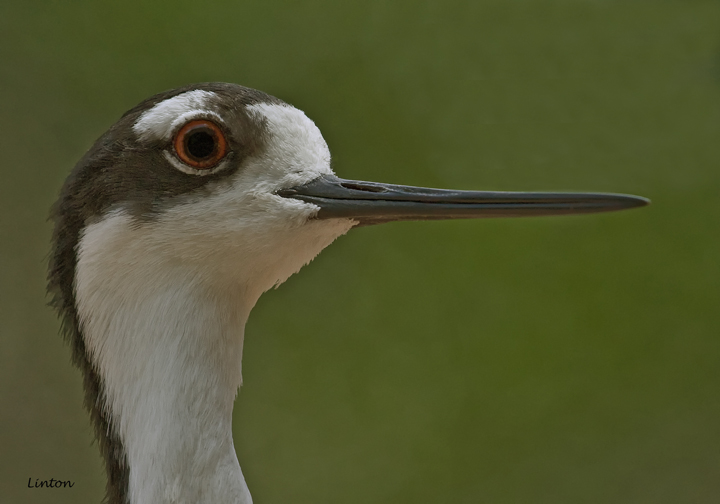  BLACK-NECKED STILT  (Himantopus mexicanus) IMG_0319