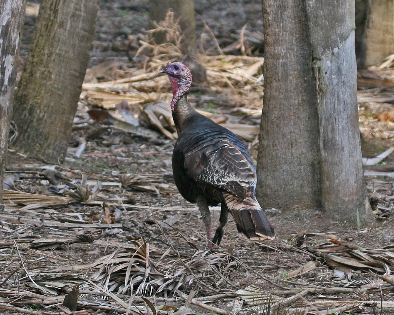 MALE WILD TURKEY (Meleagris gallopavo)