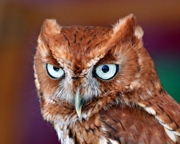 EASTERN SCREECH-OWL (Otus asio)  Red Phase