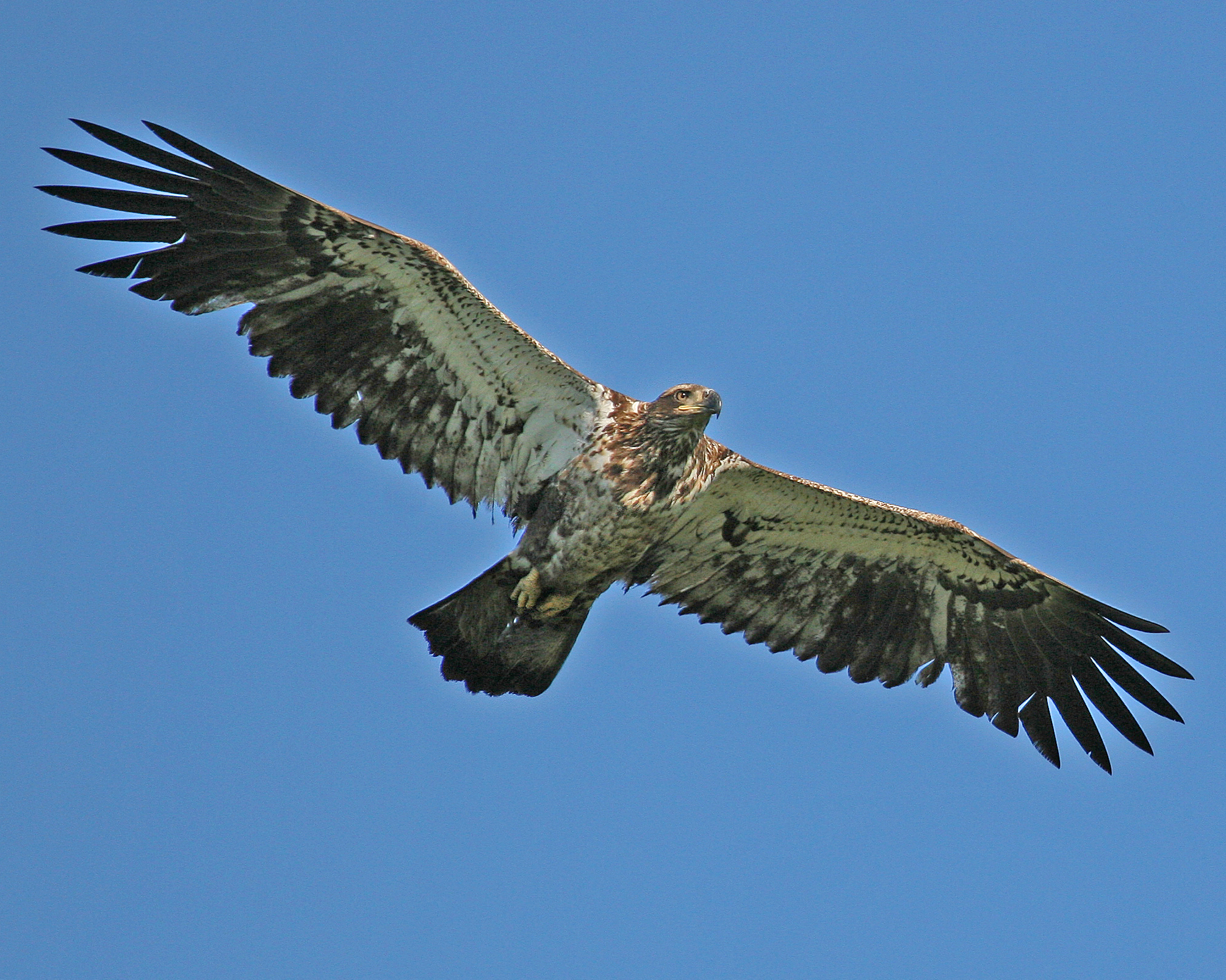 BALD EAGLE (IMMATURE) (Haliaeetus leucocephalus)