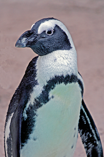 SOUTH AFRICAN PENGUIN  (Spheniscus demersus)