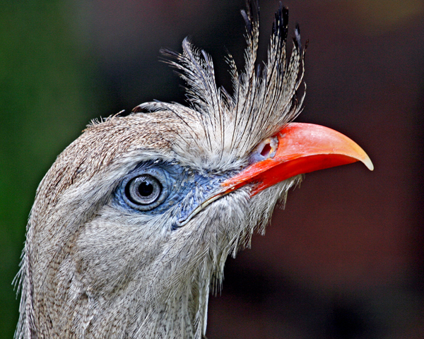 RED-LEGGED SERIEMA  (Cariama cristata)