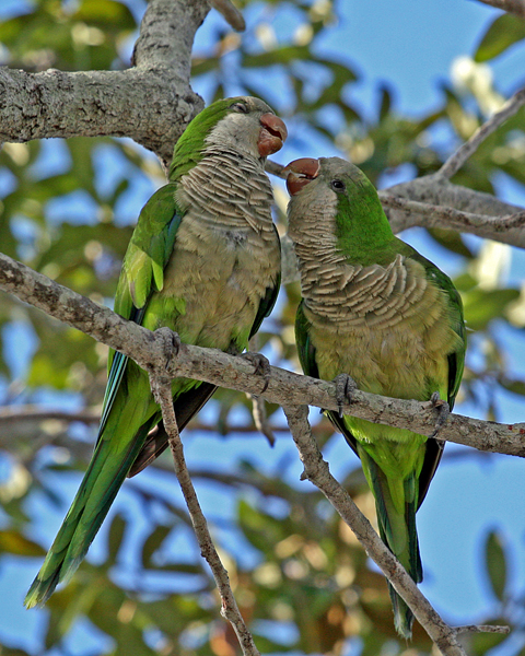 MONK (Quaker) PARAKEETS (Myiopsitta monachus)