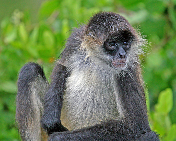 YOUNG BLACK-HANDED  SPIDER MONKEY 3 NZ P1 (Ateles geoffroyi)