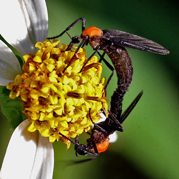 LOVE BUGS (Plecia nearctica)/Flower