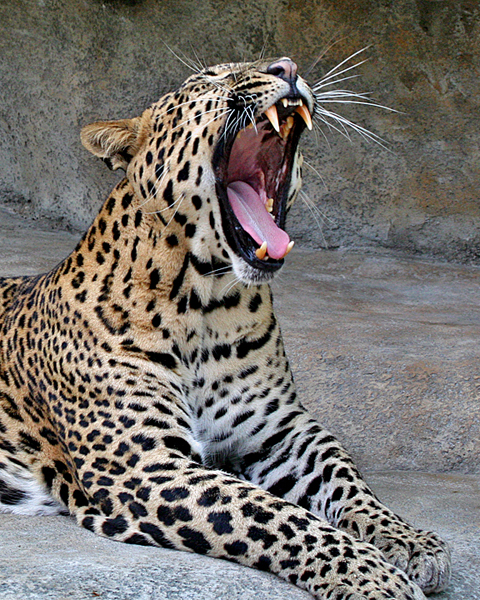 AFRICAN LEOPARD (Panthera pardus)