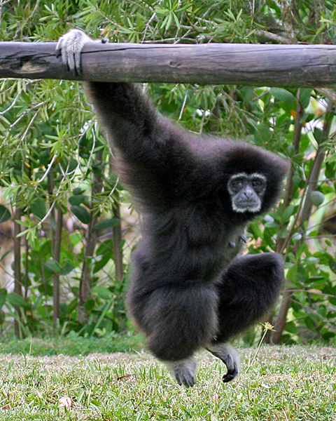 WHITE-HANDED GIBBON (Hylobates lar)