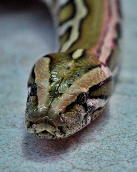 BURMESE PYTHON (Molurus bivittatus)