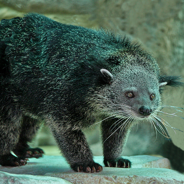 BINTURONG (Arctictis binturong)
