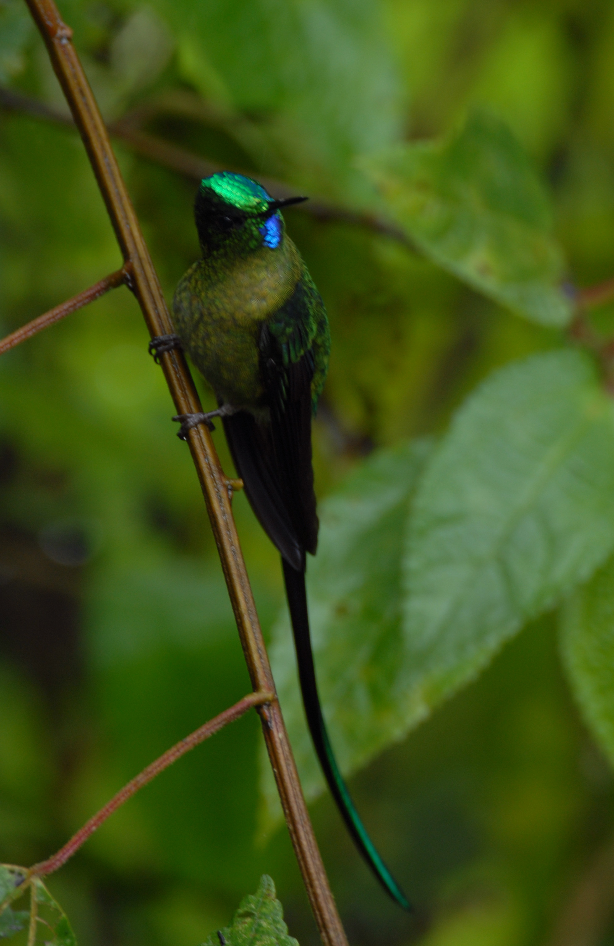 Long-tailed Sylph