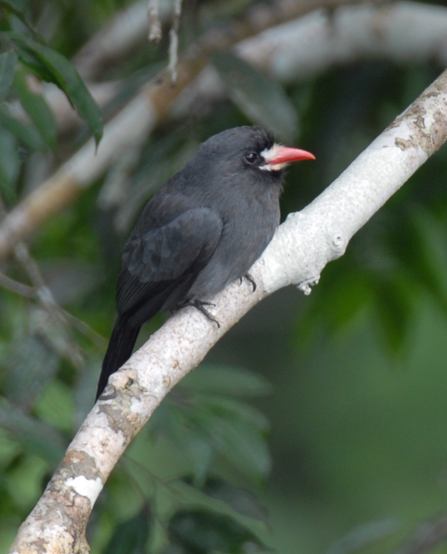 White-fronted Nunbird