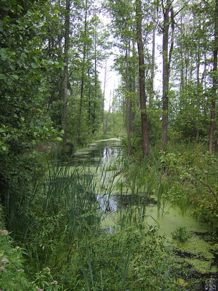 Teremiski Swamp Forest