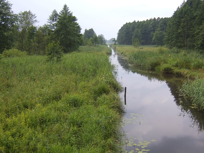 Bialowieza