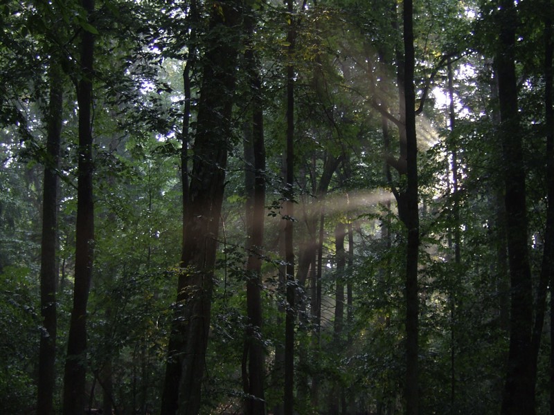Bialowieza Strict Reserve