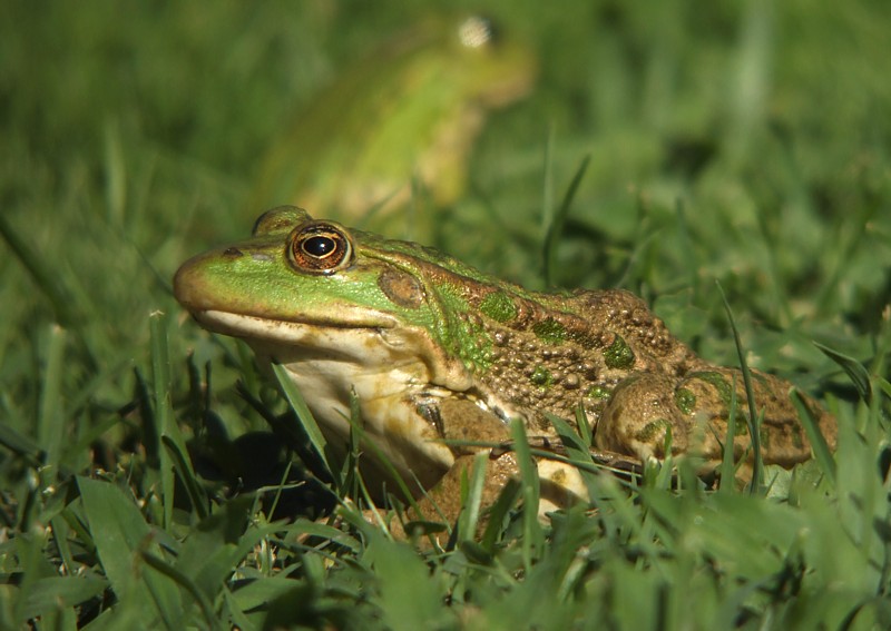 Groene Kikker / Green Frog