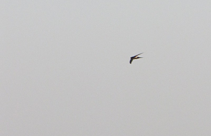 Kaffergierzwaluw / White-rumped Swift