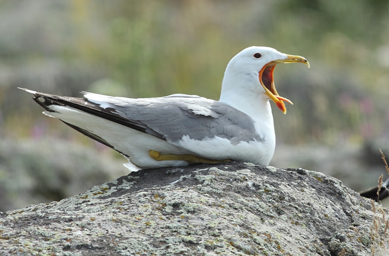 Armeense Meeuw / Armenian Gull