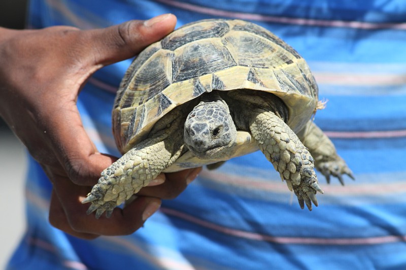 Moorse Landschildpad