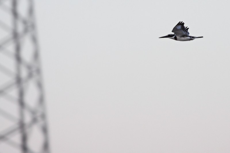 Bonte IJsvogel / Pied Kingfisher