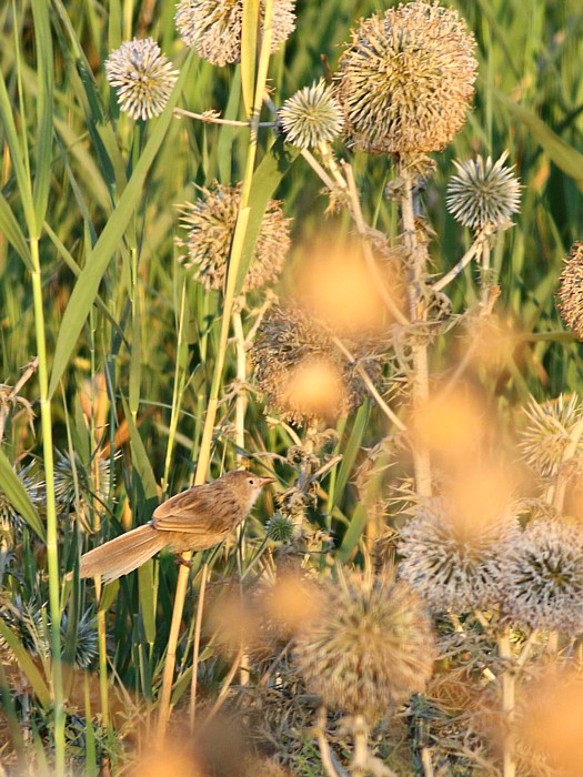 Iraakse Babbelaar / Iraq Babbler