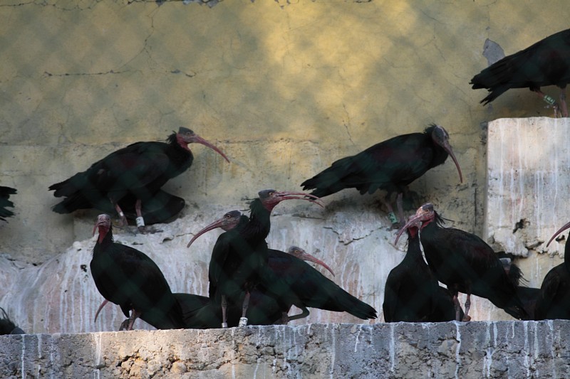 Heremietibis / Bald Ibis