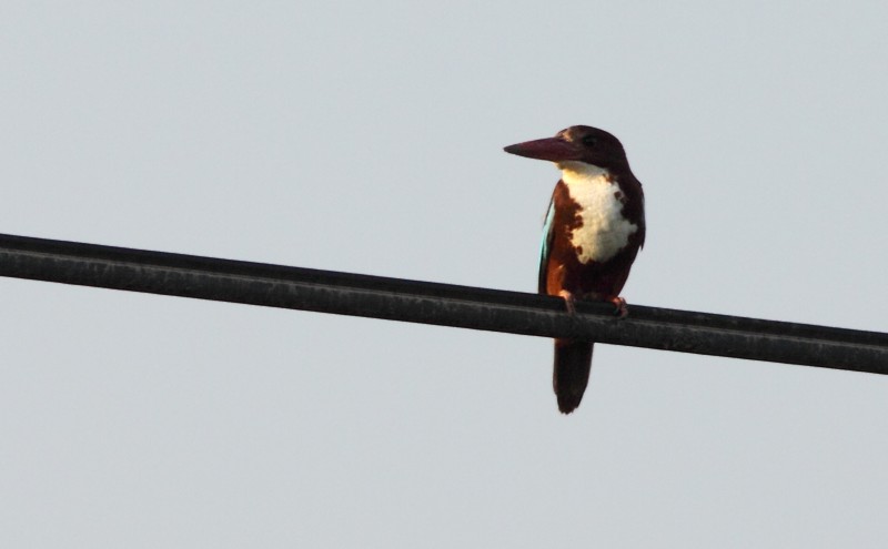 Smyrnaijsvogel / White-breasted Kingfisher